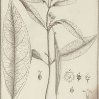 Matelea Palustris, Latifolia