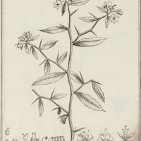 Hydrolea Spinosa