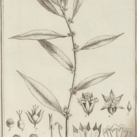Sagonea Palustris