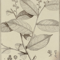 Tachibota Guyannensis