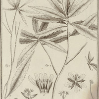 Turnera Rupestris, Frutescens