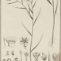 Turnera Guyannensis