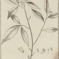 Aruba Guyannensis