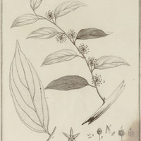 Goupia Glabra