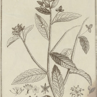 Piriqueta Villosa