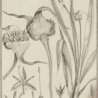 Rapatea Paludofa