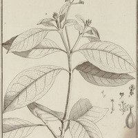 Quapira Guyannensis