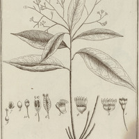 Aïouea Guyannensis