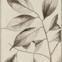Licaria Guyannensis