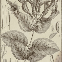 Coutarea Speciosa