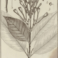 Guettarda Cocinea