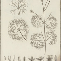 Cabomba Aquatica