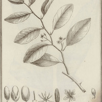 Heymassoli Spinosa
