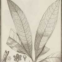 Aniba Guyannensis