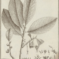 Iroucana Guyannensis