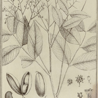 Mataïba Guyannensis