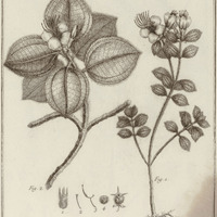 Rhexia villosa, Latifolia