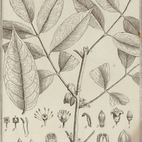 Icica Heptaphylla