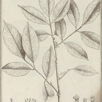 Icica Guyannensis