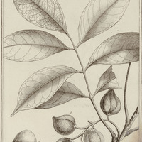 Icica Altifsima