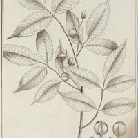 Icica Aracouchini