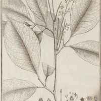 Icica Enneandra