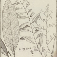 Talisia guyannensis