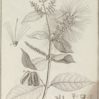 Combretum Laxum