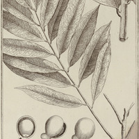 Sapindus Frutescens