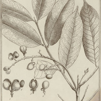 Sapindus Arborescens
