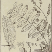 Toulicia Guyannensis