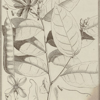 Paloue Guyannensis