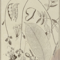 Eperua Falcata