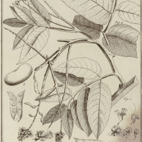 Tachigali paniculata, Trigona