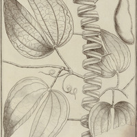 Bauhinia Outimouta