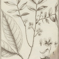 Cassia Apoucouita