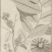 Opalatoa Spicata