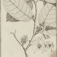 Touchiroa Aromatica