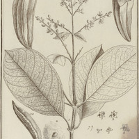 Trigonia Villosa