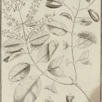 Trigonia Laevis