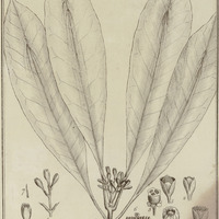 Potalia Amara