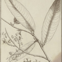 Ouratea Guyannensis