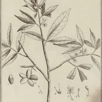 Simaba Guyannensis