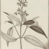 Melastoma Purpurascens