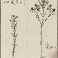 Melastoma Bivalvis, Melastoma Trivalvis