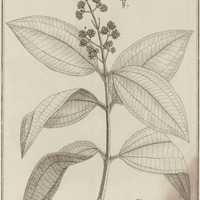 Melastoma Racemola