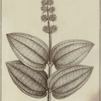 Melastoma Rufescens
