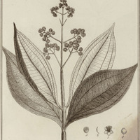 Melastoma Alata