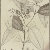 Melastoma Laevigata