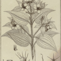 Melastoma Grandi-Flora